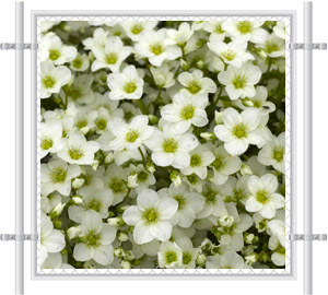 White Flowers Mesh Fence Screen 2061